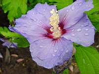 hibiscus bleu simple.JPG
